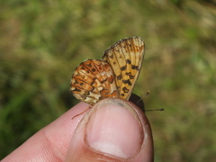 Boloria titania