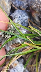 Carex cephalotes