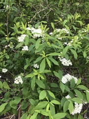 Spiraea