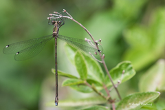 Chlorolestes tessellatus