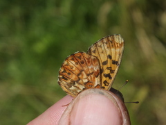 Boloria titania