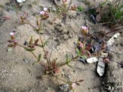 Cerastium ramosissimum