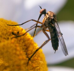 Empis livida