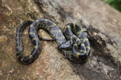 Lycodon travancoricus