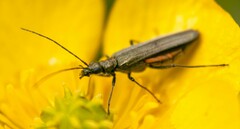 Oedemera lurida