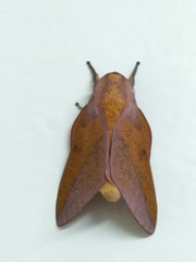 Syssphinx bisecta