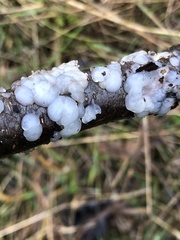 Naematelia encephala