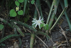 Praecereus euchlorus