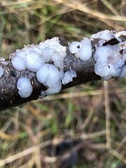 Naematelia encephala