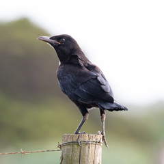 Corvus capensis