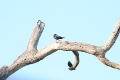 Molothrus rufoaxillaris
