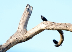 Molothrus rufoaxillaris