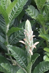 Metarungia longistrobus