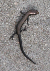 Panaspis wahlbergii