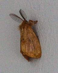 Bracharoa quadripunctata