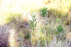Solanum glaucophyllum