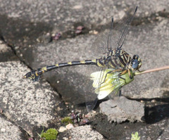 Ictinogomphus ferox