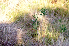 Solanum glaucophyllum