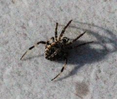 Neoscona theisi
