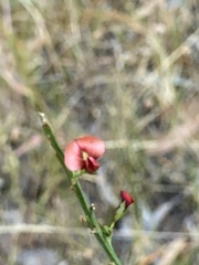 Daviesia brevifolia