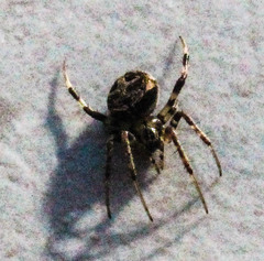Neoscona theisi