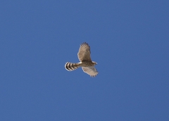Accipiter cooperii