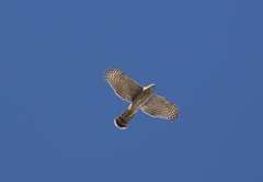 Accipiter cooperii