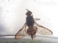 Bactrocera dorsalis