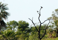 Parabuteo unicinctus