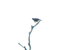 Parabuteo unicinctus