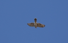 Accipiter cooperii