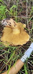 Suillus granulatus