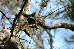 Sittasomus griseicapillus