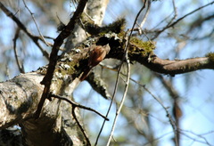 Sittasomus griseicapillus