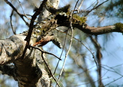 Sittasomus griseicapillus