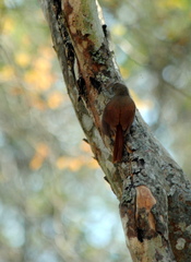 Sittasomus griseicapillus