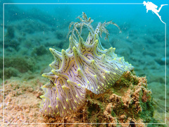 Halgerda willeyi