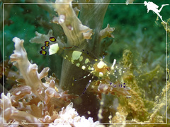 Ancylocaris brevicarpalis