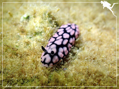 Phyllidiella
