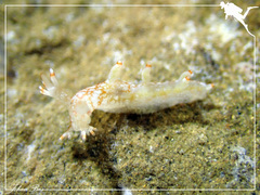 Bornella stellifera