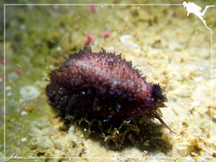 Staphylaea staphylaea