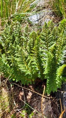 Polystichum cystostegium