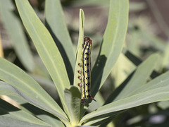 Hyles tithymali tithymali