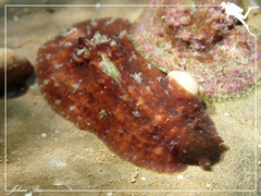 Dolabrifera dolabrifera