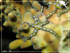 Ophiothela mirabilis