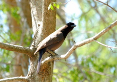 Cyanocorax cyanomelas