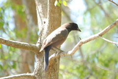 Cyanocorax cyanomelas