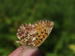 Boloria titania