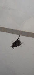 Cyclocephala
