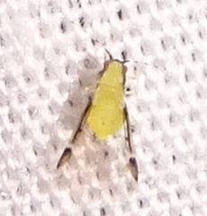 Monellia caryella